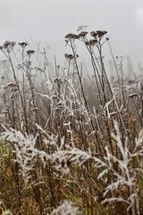 Zimowa łąka, naturalne rośliny w zimie. Chwasty na łące. Niekoszona łąka w Polsce.