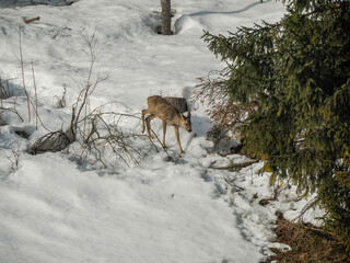 young roe deer looking for food in the snow winter panorama landscape in dolomites mountain