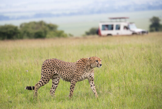 Fototapeta Samotny gepard na afrykańskiej sawannie Masai Mara National Park