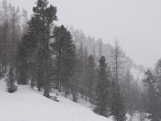 snow falling on dolomites pine tree branches in mountain winter panorama landscape