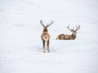 deer in the snow winter panorama landscape