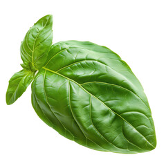 Fresh Basil Leaves, Organic Garden Herb, Isolated White Background, Homegrown Handpicked Raw Green, Culinary Food Ingredient