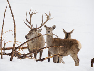 Naklejka na ściany i meble deer in the snow winter panorama landscape