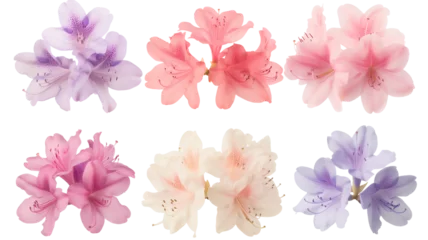 Tuinposter collection of soft pastel azaleas flowers, isolated on a transparent background © MDNANNU