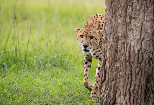 Fototapeta Gepard na afrykańskiej sawannie Masai Mara Kenia