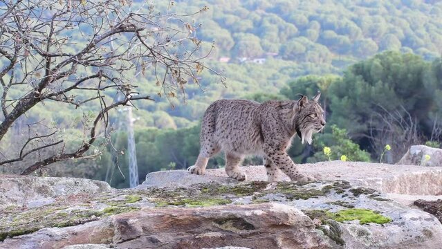 Iberian lynx hunting in the Sierra de Andujar, Spain.