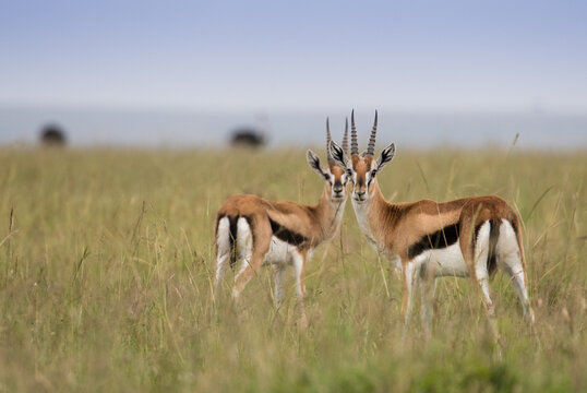 Fototapeta Antylopy Thompsona na sawannie Masai Mara Kenia