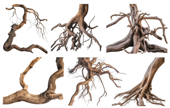 collection of twisted tree roots, isolated on a transparent background