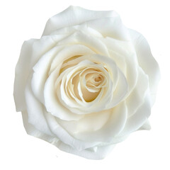Beautiful single white rose isolated on transparent background