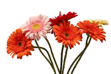 Bouquet of colorful gerbera flowers isolated on white.