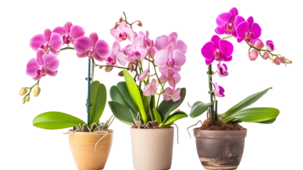 Selbstklebende Fototapeten set of flowering orchids in various pots, isolated on a transparent background © MDNANNU