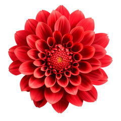 Red flower. Isolated on transparent background.