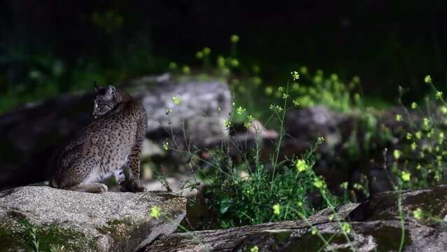 Iberian lynx hunting in the Sierra de Andujar, Spain.
