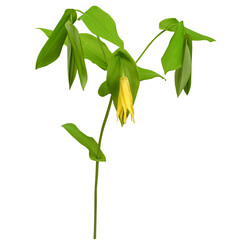 Uvularia grandiflora (Large-flowered Bellwort) Native North American Woodland Spring Wildflower...
