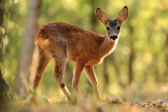 A roe deer stands in a sunlit forest, turning its head to look back with curiosity and grace