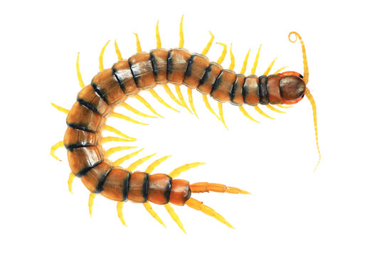 Detailed illustration of a Scolopendra centipede
