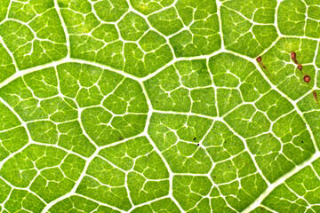 Close-up of leaf vein patterns and textures