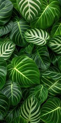 Lush green exotic leaves with striking white veins, densely packed to form a vibrant natural pattern