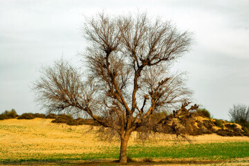 Acacia tree in the arid Arabian desert