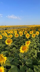 Obraz premium field of sunflowers sky summer