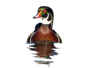 Isolated Wood Duck (Aix sponsa) Drake