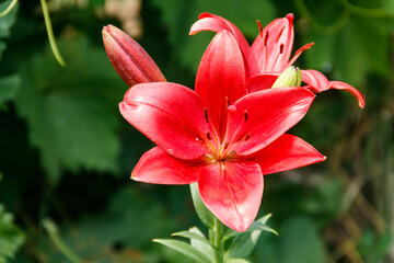 Oriental lily in flower bed in the garden