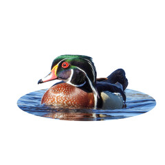 Isolated Wood Duck (Aix sponsa) Drake