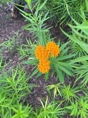 Summertime flowers