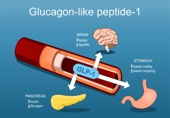 Glucagon-like peptide-1. GLP-1 from blood vessel to pancreas, brain and stomach.
