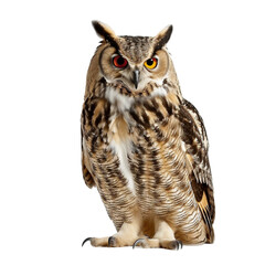owl isolated on a white background with clipping path.