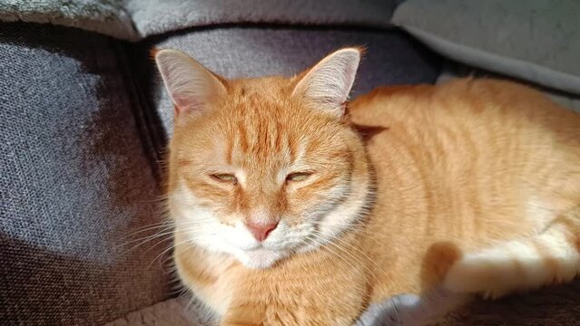 un chat roux allong&eacute; dans un canap&eacute;