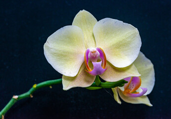 Blooming Phalaenopsis orchid in the collection