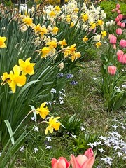Spring has sprung! Spring flowers