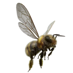 Foto op Plexiglas A 3d rendered flying bee isolated as an overlay  © HWWO Stock