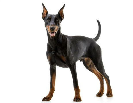 Dobermann stehend isoliert auf wei&szlig;en Hintergrund, Freisteller 
