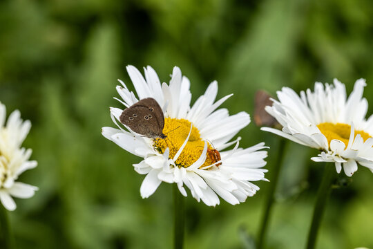 Aphantopus hyperantus butterfly on a daisy flower. Flower peephole butterfly 