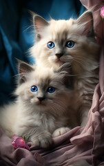 Portrait of two white cats, ragdoll style.