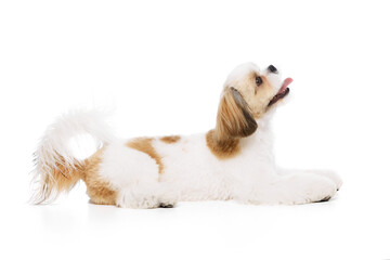 Happy, positive little purebred shih tzu dog lying with tongue sticking out, looking upwards isolated on white studio background. Concept of domestic animals, pet friends, vet, care
