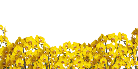 yellow orchid  frame border for text and design with copy space, isolated on a transparent background. PNG cutout or clipping path.	
