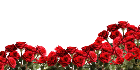 Red roses frame border for text and design with copy space, isolated on a transparent background. PNG cutout or clipping path.	
