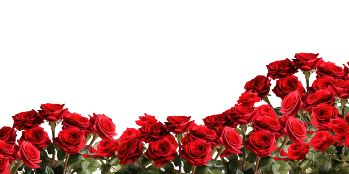 Red roses frame border for text and design with copy space, isolated on a transparent background. PNG cutout or clipping path.	
