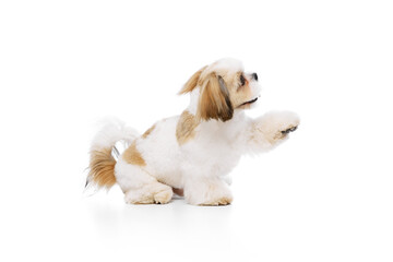 Smart, adorable little doggie, purebred shih tzu dog sitting and giving one paw, training commands isolated on white studio background. Concept of domestic animals, pet friends, vet, care