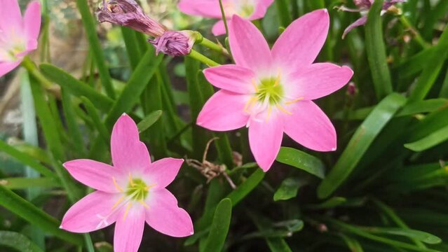 the Pink Fairy Lily