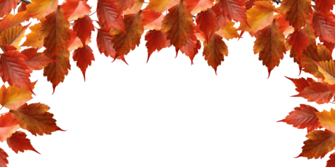 Autumn card with a border or frame of colored falling leaves , isolated on a transparent background. PNG cutout or clipping path.	
