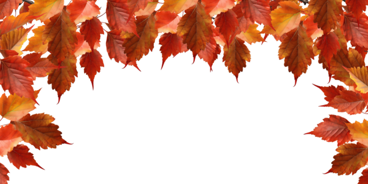 Autumn card with a border or frame of colored falling leaves , isolated on a transparent background. PNG cutout or clipping path.	