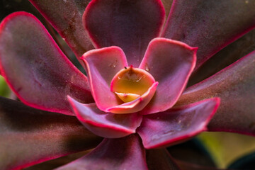 Close-up, succulent leaves of a succulent plant (Echeveria sp.) in a botanical collection