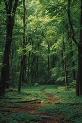 Green trees in a dense forest with a path leading through the middle