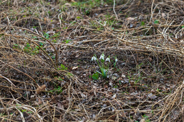 Snowdrop - Galanthus nivalis first spring flower. White flower with green leaves.