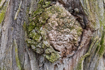 Chicken of a large tree on which there is a circular shape.
