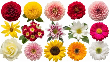 big collection of various head flowers yellow pink white and red isolated on white background perfectly retouched full depth of field on the photo top view flat lay